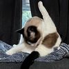 kitty_corner